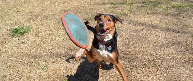 Latający pies, czyli moje spacery z frisbee i Askanem