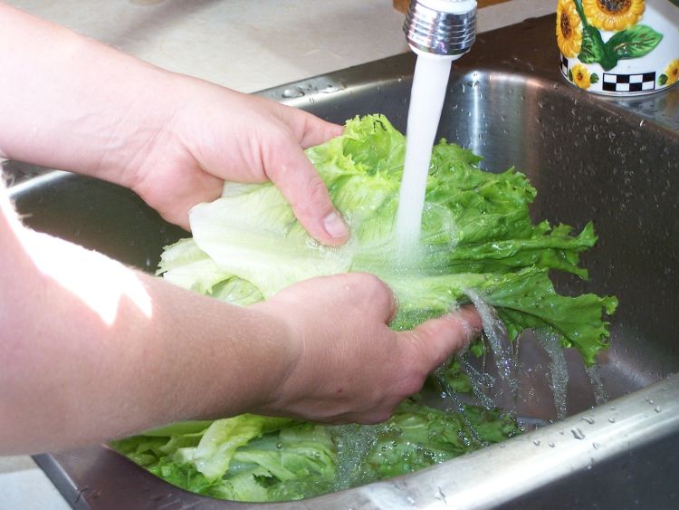 Lady washing fresh lettuce