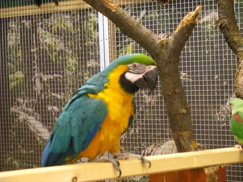papugarnia