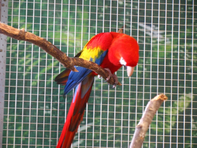 papugarnia