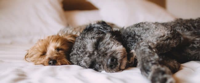 5 powodów, dla których warto spać ze zwierzakiem w łóżku