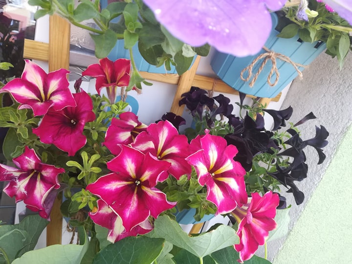 kwiaty na małym balkonie