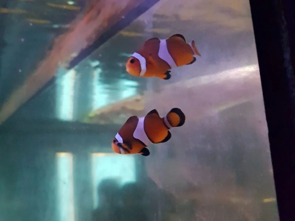 ocean park 