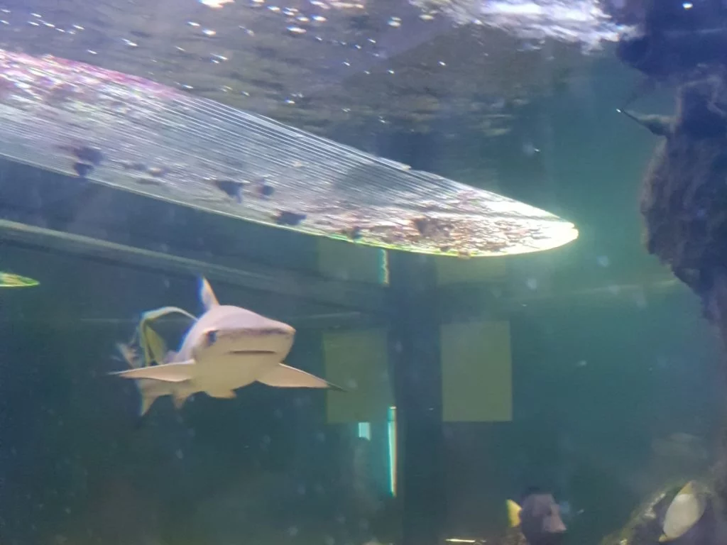ocean park 