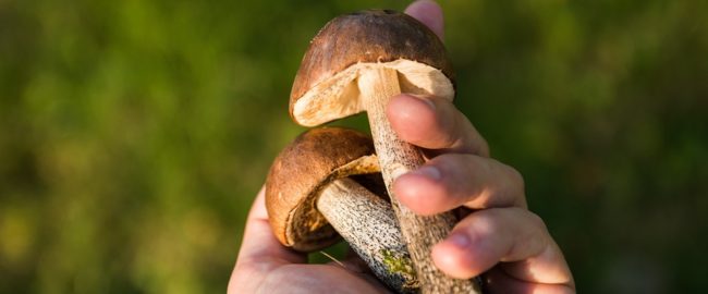 Prawdy i mity dotyczące grzybów. W co nie warto wierzyć?