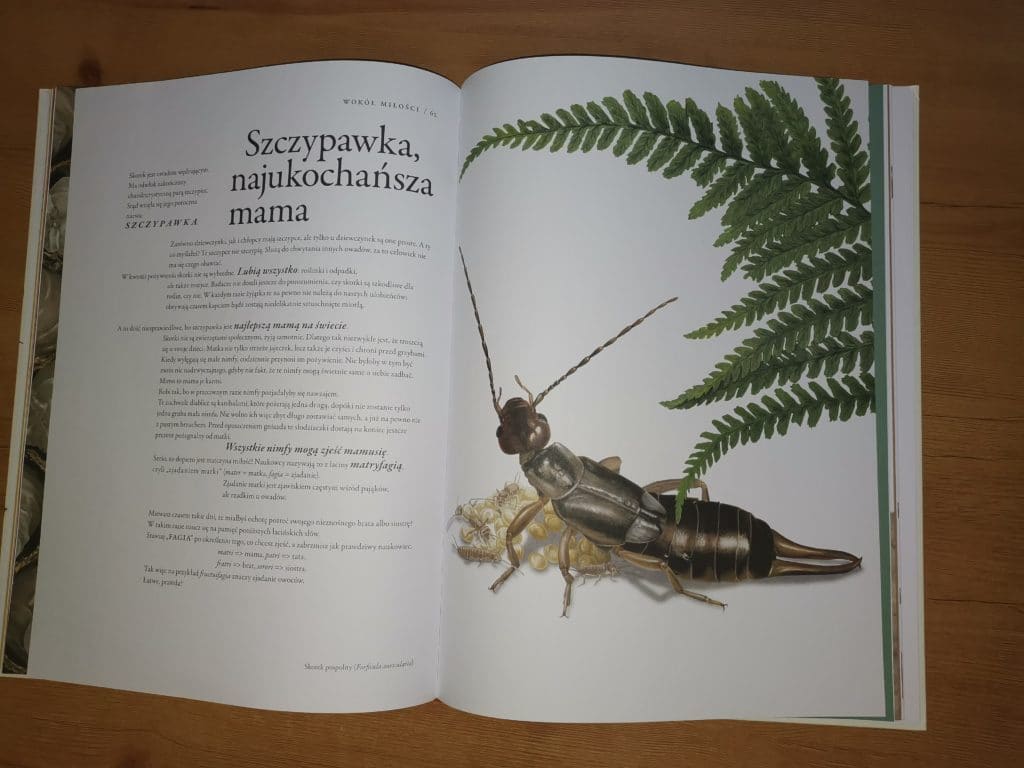 niezwykła księga owadów