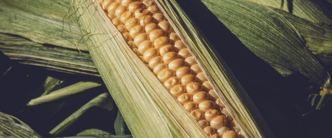 Kasza kukurydziana – pomijany a wartościowy składnik diety. Dowiedz się, dlaczego warto jeść ją częściej