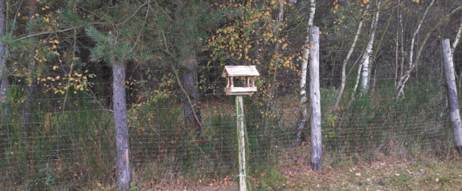 Gdzie i jak powiesić karmnik dla ptaków, by było dla nich bezpiecznie?