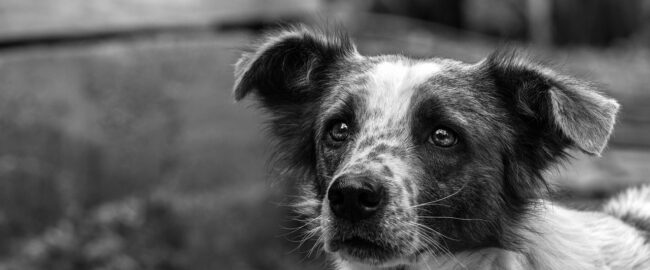 „Nie porzucaj, też mam uczucia!” – kampania Towarzystwa Opieki nad Zwierzętami w Polsce