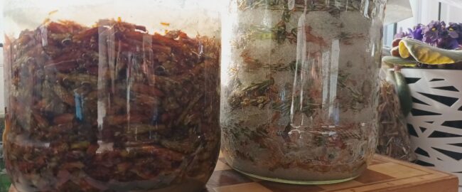 Syrop z młodych pędów sosny – naturalne wsparcie zdrowia prosto z lasu