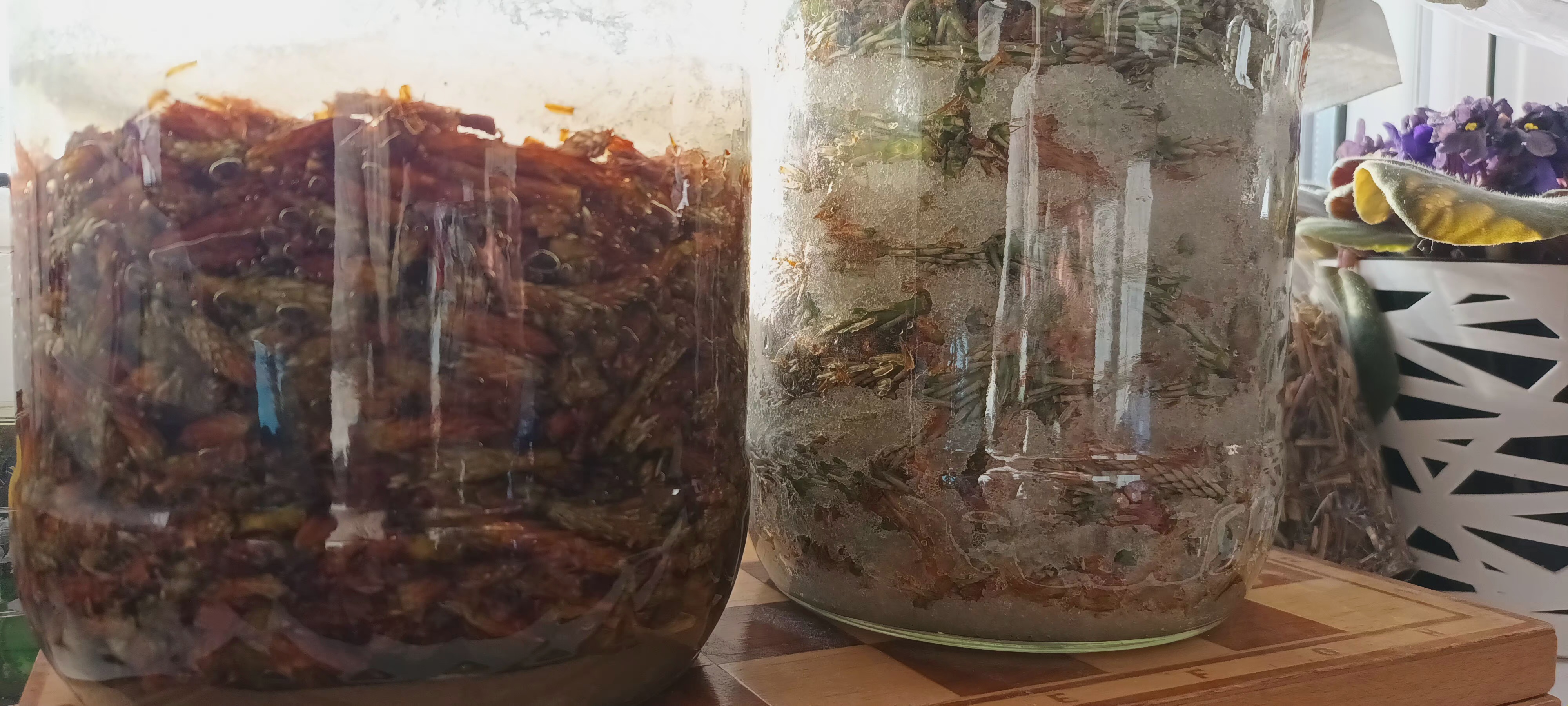 Syrop z młodych pędów sosny – naturalne wsparcie zdrowia prosto z lasu