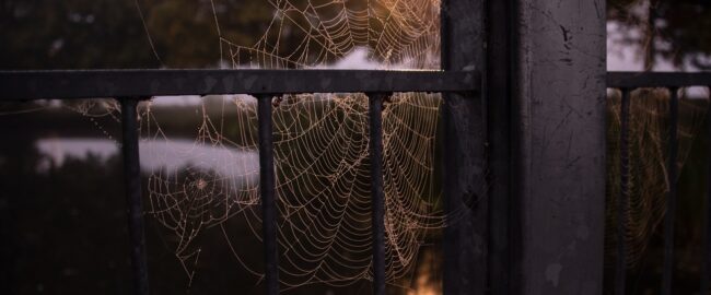Przesądy o pająkach